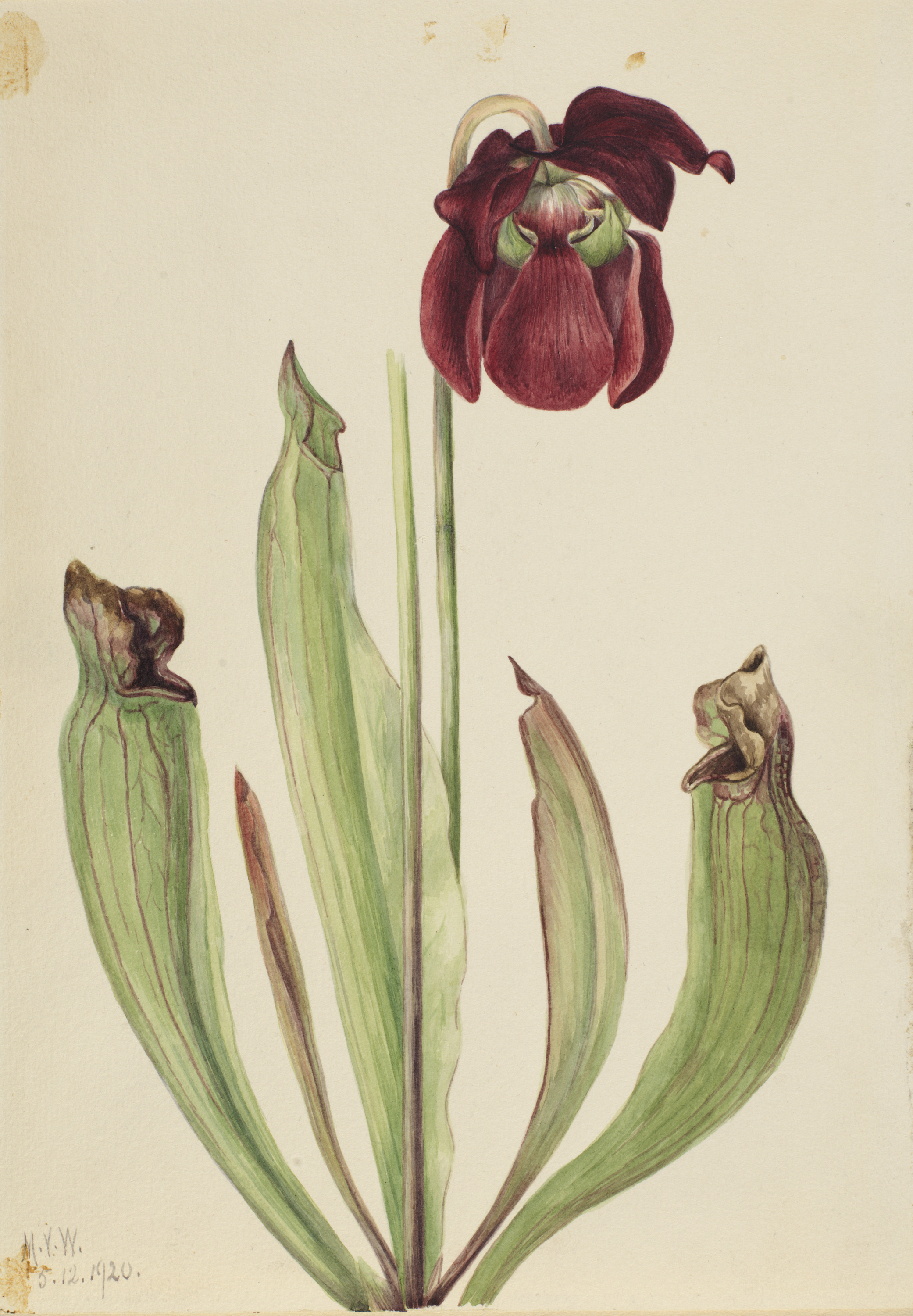Mary Vaux Walcott, Hybrid Pitcherplant (Sarracenia rubra xs purpurea venosa)