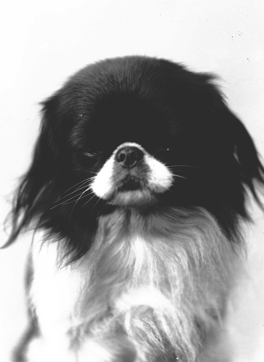 Solveig Lund, Fotografi av hund.