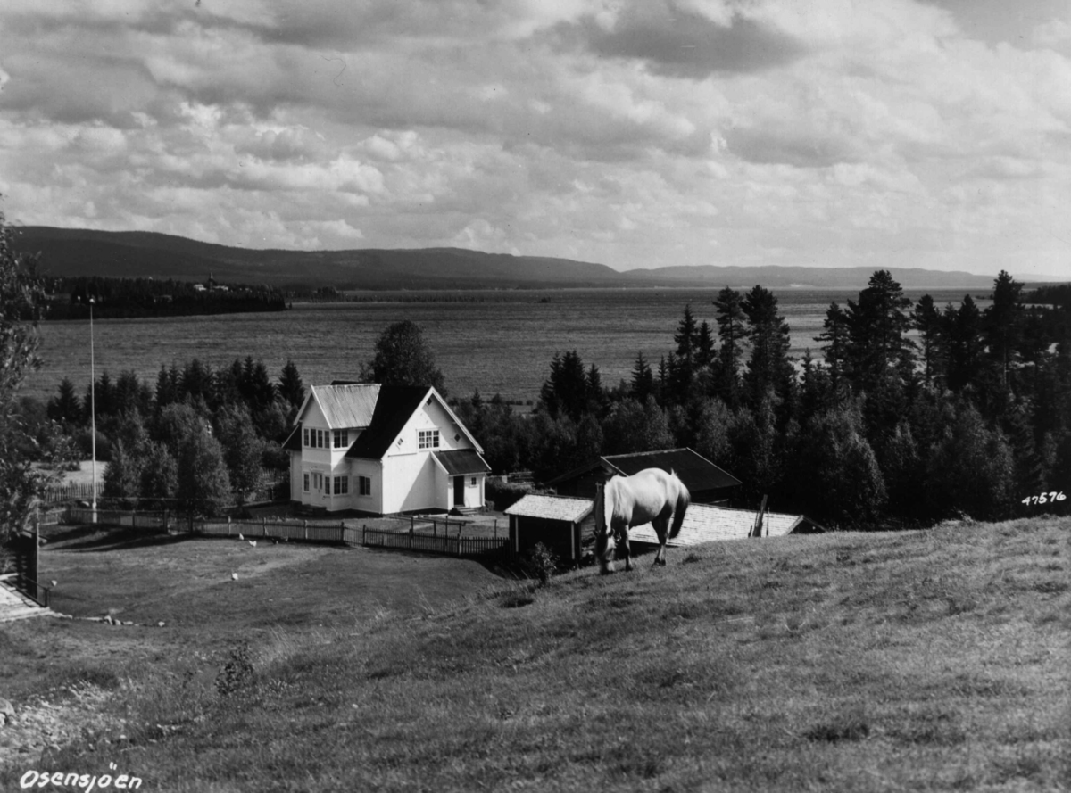 Anders Beer Wilse, Ossjoen, Gård, Husdyrhold