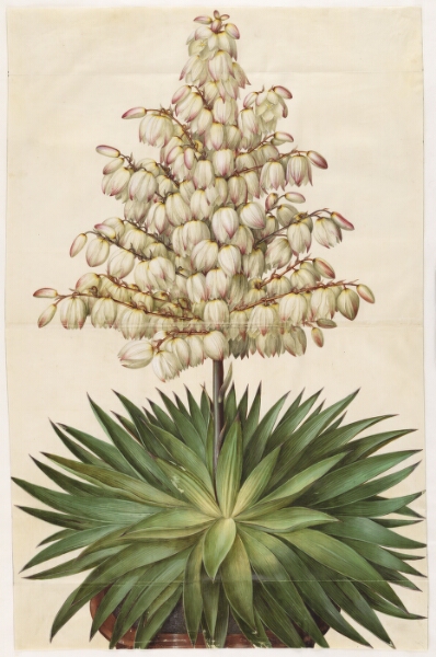 Hans Simon Holtzbecker, Yucca gloriosa (pragt-palmelilje)