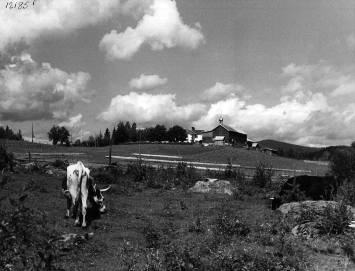 Anders Beer Wilse, Landbruk Husdyrhold v/ Koppang