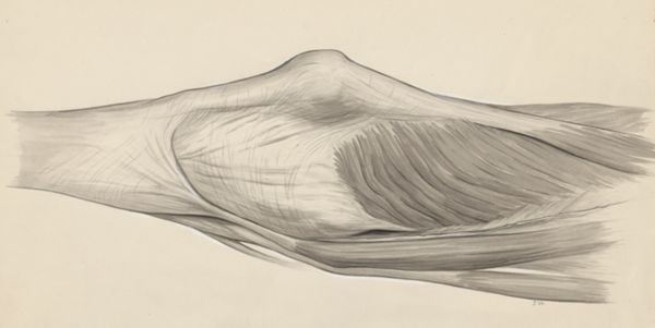 J Wetselaar-Whittaker, Knee joint