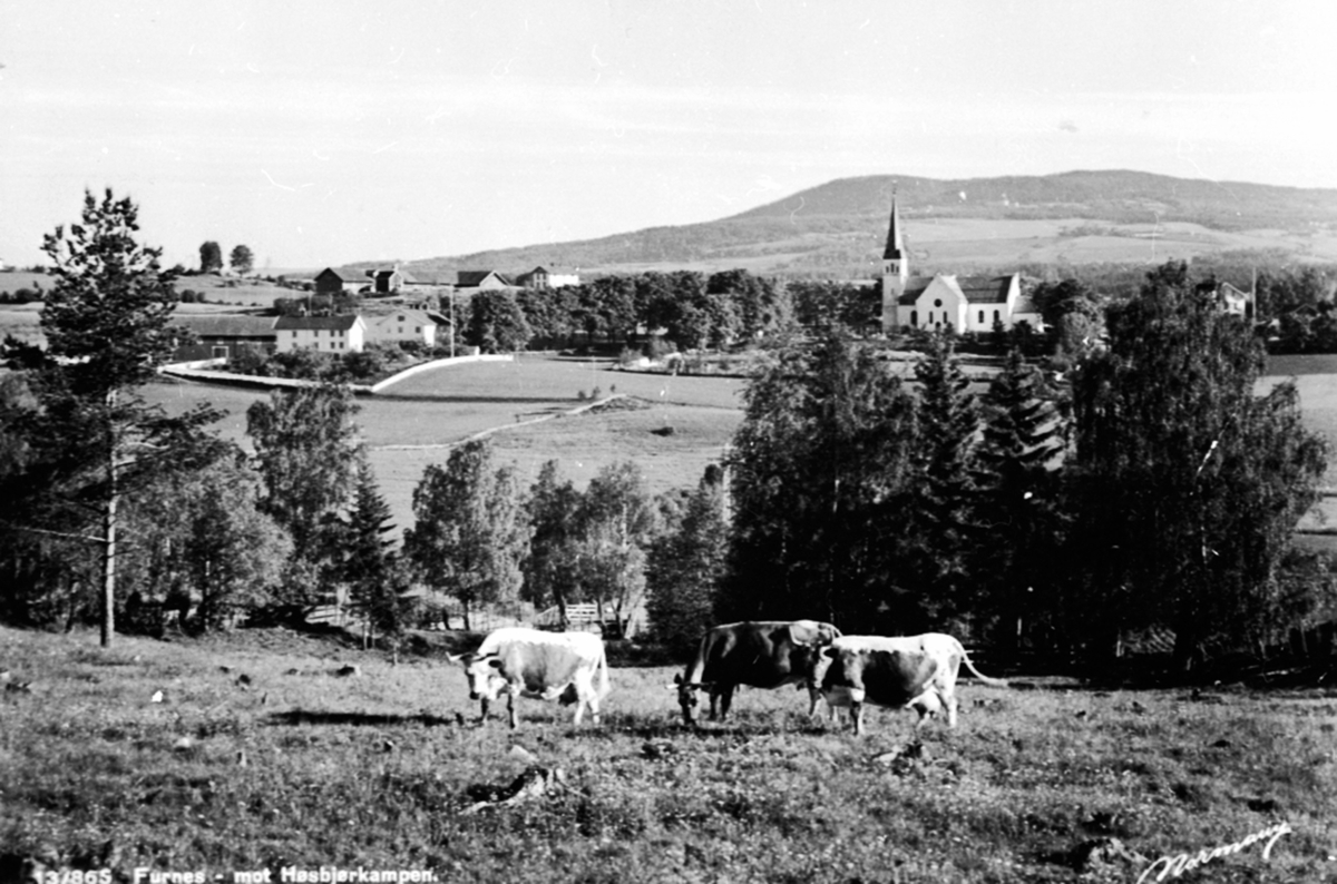 Anno Domkirkeodden, Landskap ved Furnes kirke og Deglum gård, Furnes. Kuer på beite.