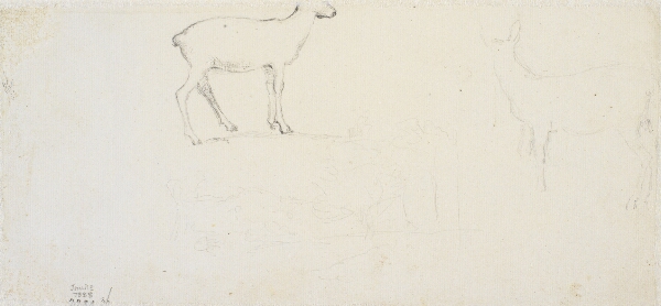 Dankvart Dreyer, Studier af hjorte o.a.