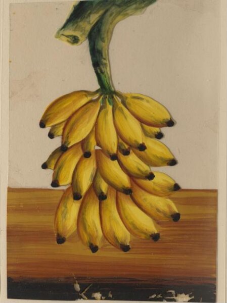 Unknown, One of twelve drawings of fruits and vegetables.