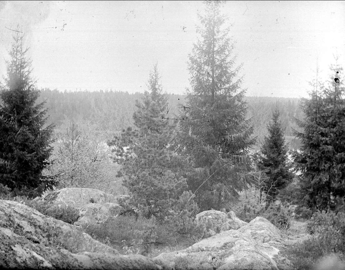 August Fredrik Schagerström, Skogsmark, Österåkers socken, Uppland 1912