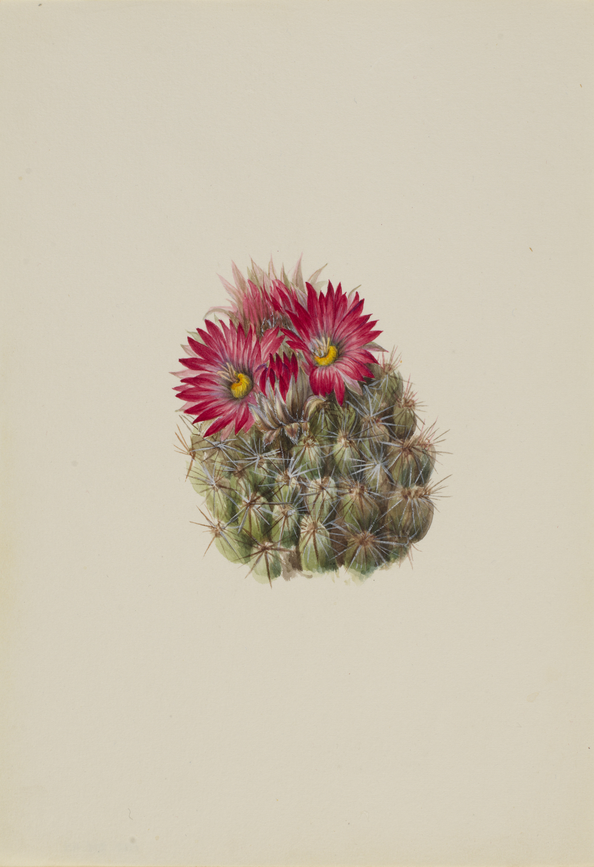 Mary Vaux Walcott, Hedgehog Cactus (Coryphantha arizonica)