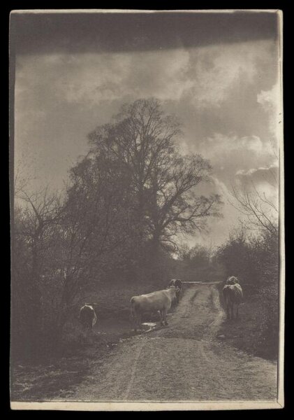 Gale, Lt. Col. Joseph, Cows on a road