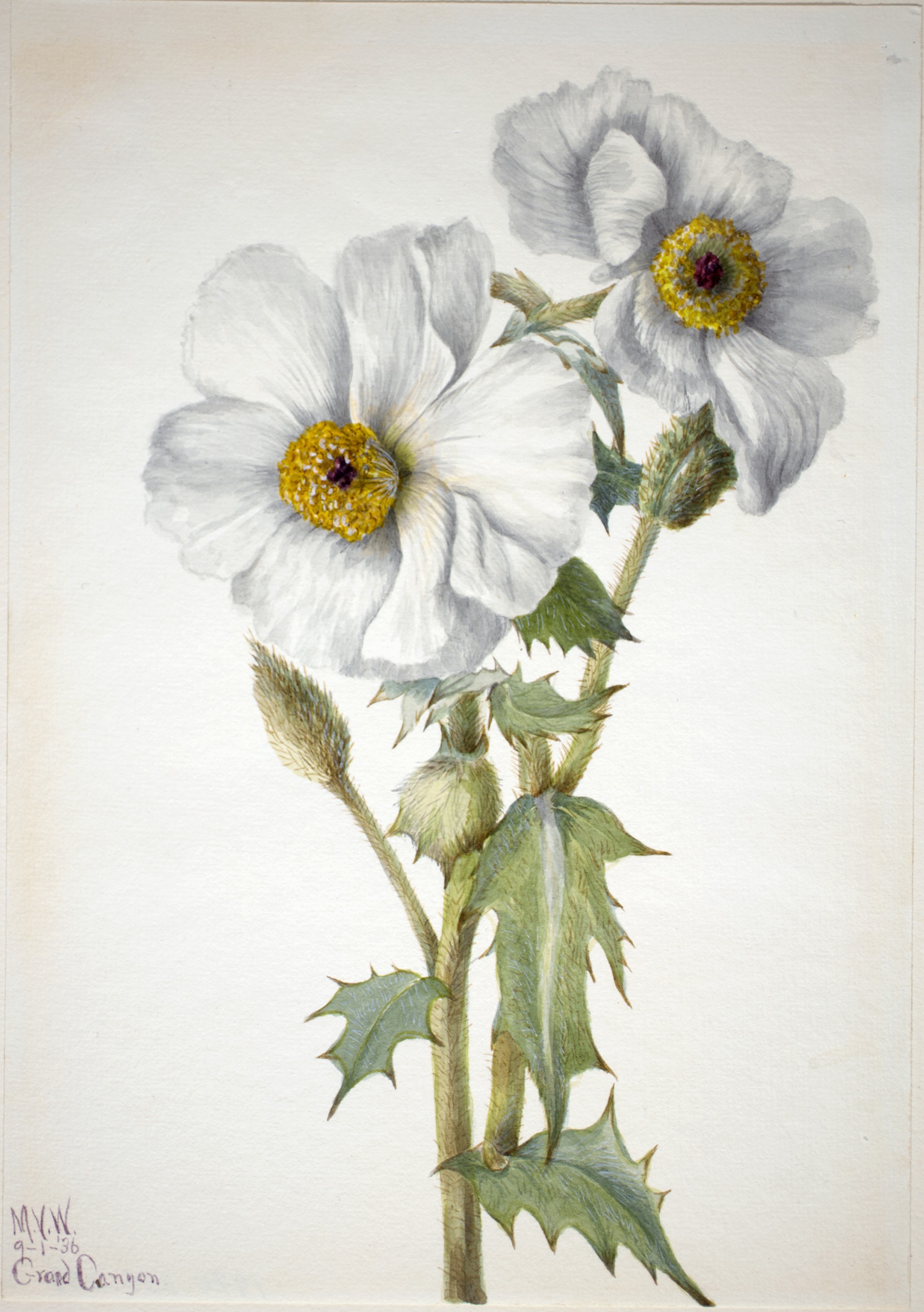 Mary Vaux Walcott, Prickly Poppy (Argemone hispeda)