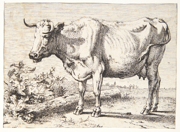 Paulus Potter, Ko med krøllede horn
