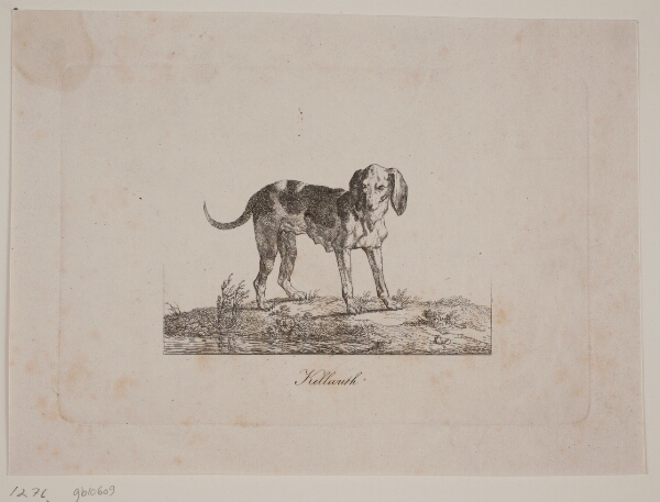 Christian David Gebauer, Kellwuth