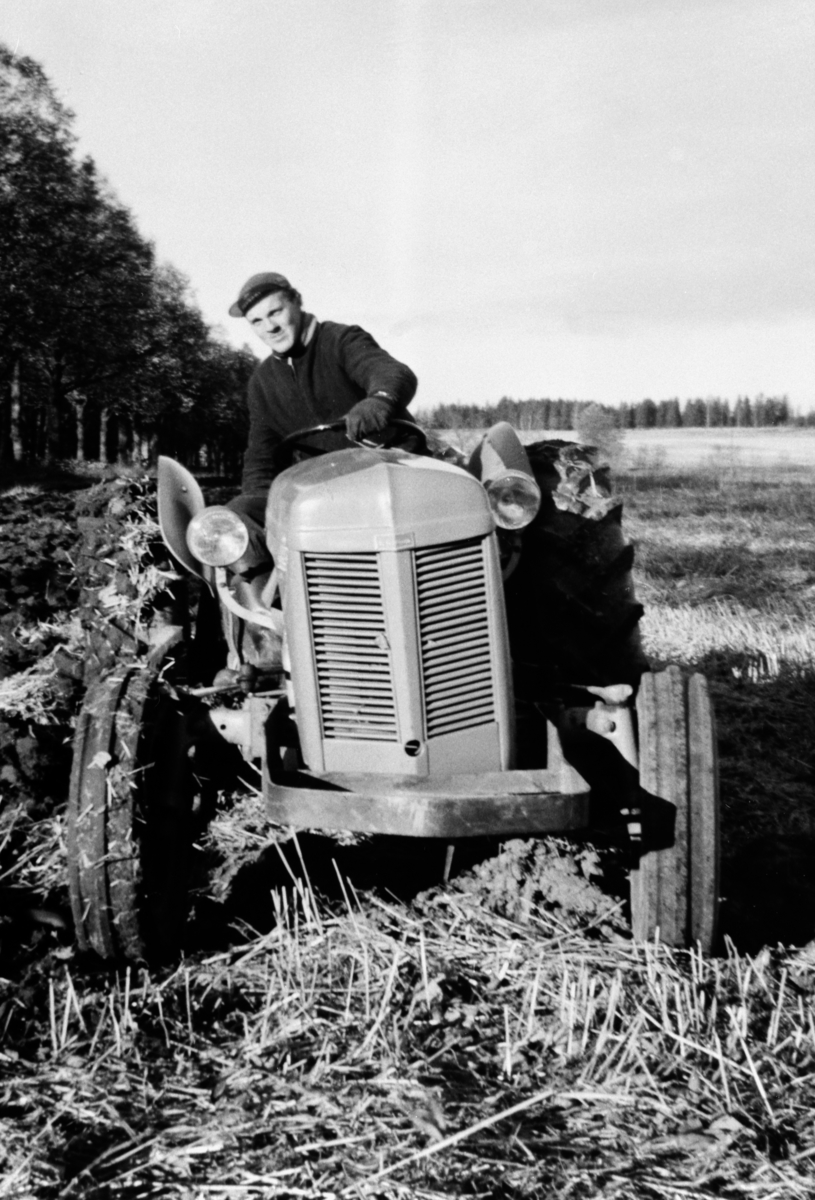 Anno Domkirkeodden, Pløying med Ferguson traktor, gråtass, på Hoel gård, Nes, Hedmark. Egil Vilfred Sandbæk (1936-1969) kjører.