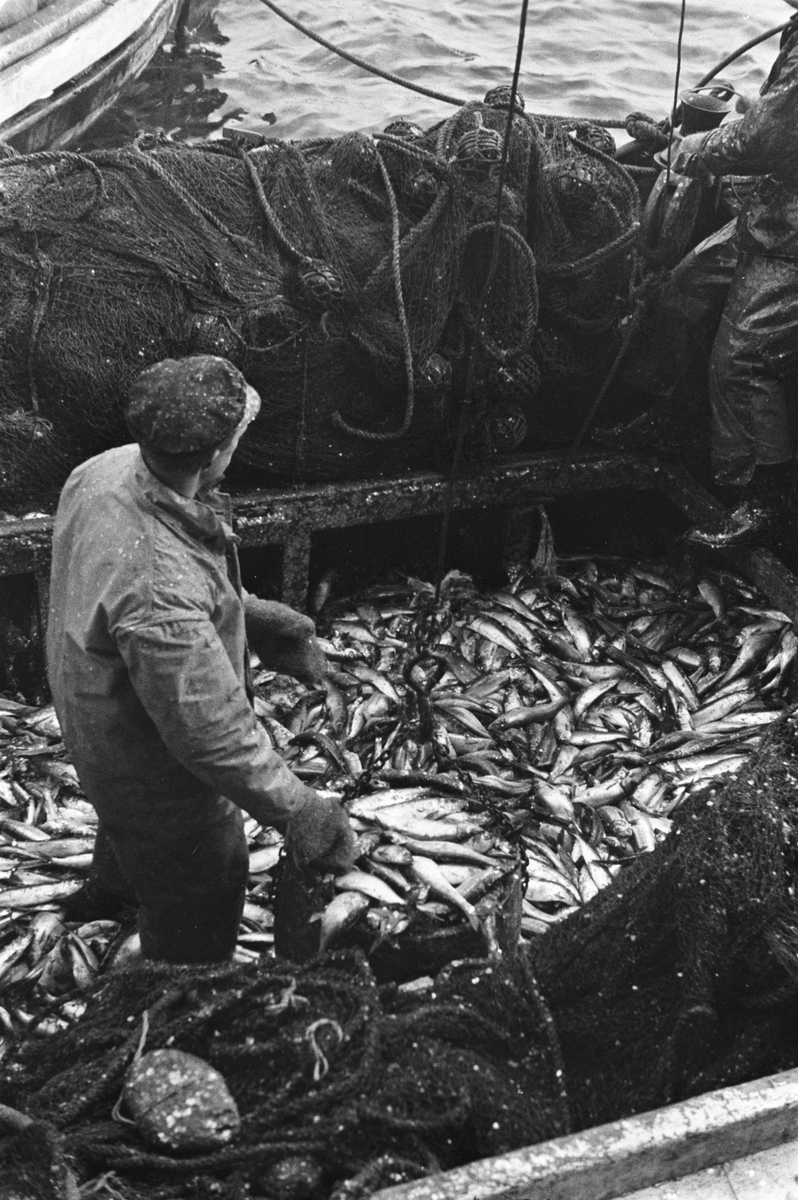Anders Beer Wilse, Prot: Tananger fiske