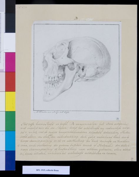 M Houtman, Skull, lateral view