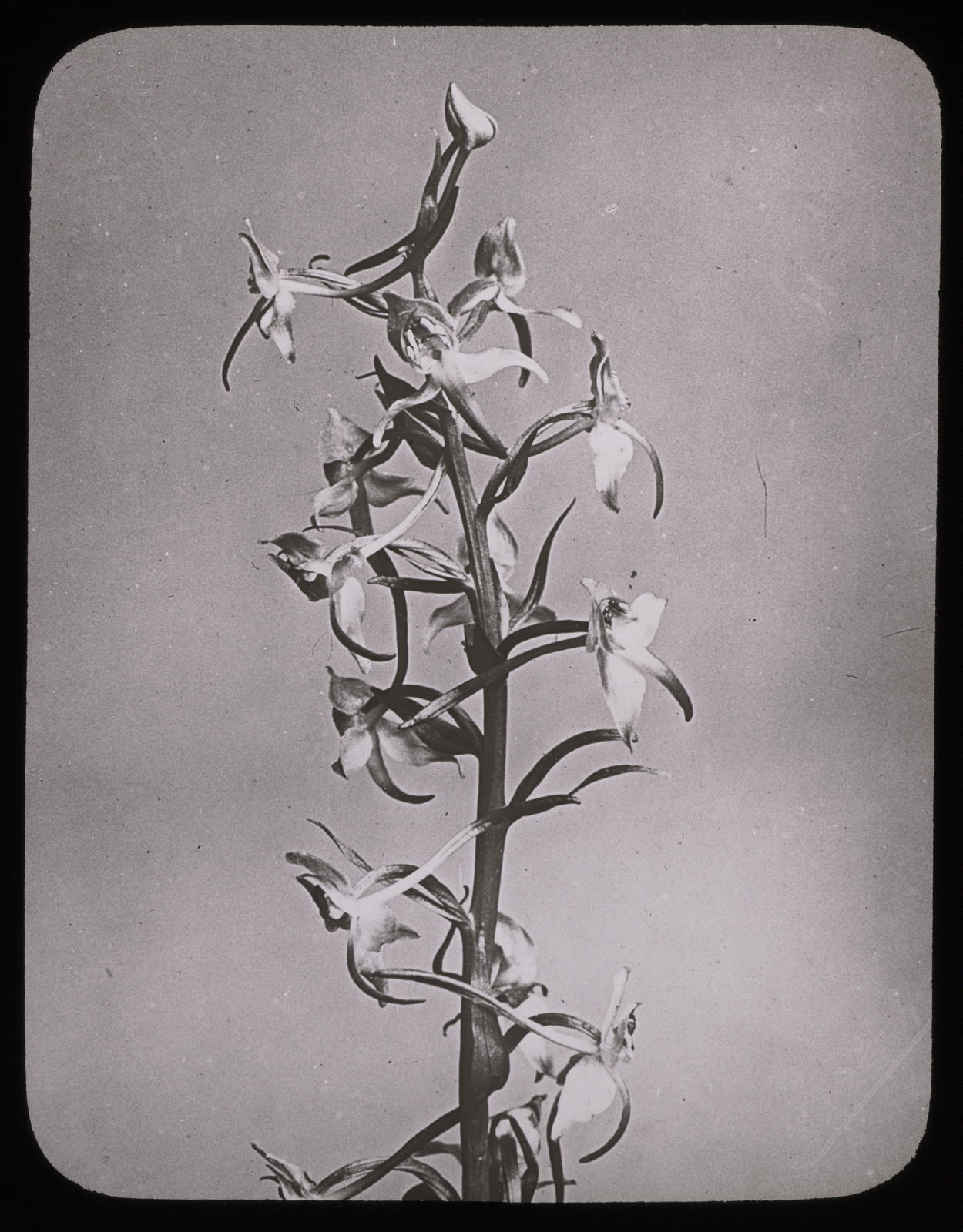 Desconegut, Orchis montana, infloresthe Les Fils d’ Émile Deyrolle