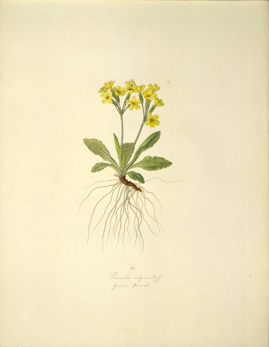 AugustRokert, Primula vulgaris Huds. - Stängellose Schlüsselblume