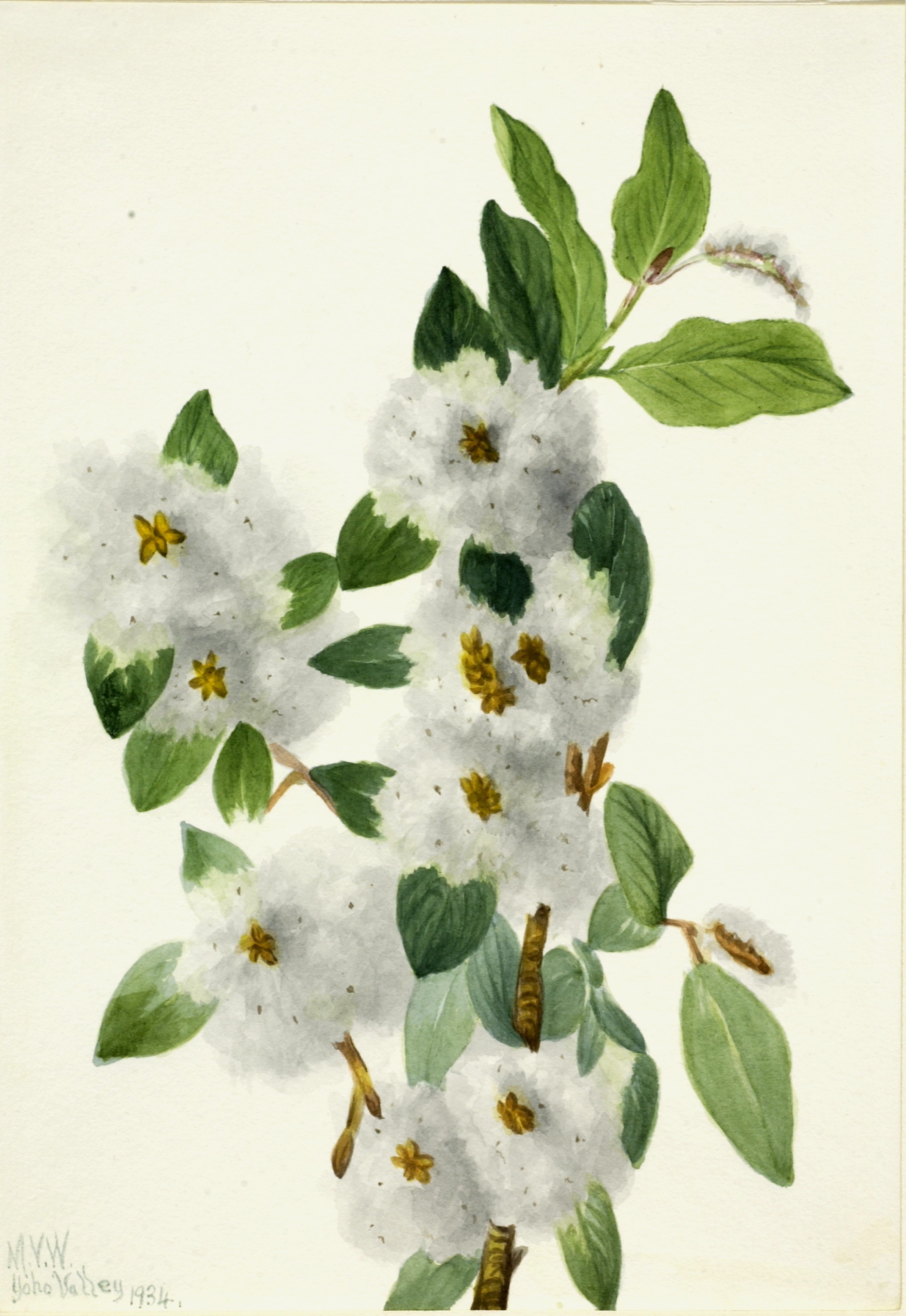 Mary Vaux Walcott, Rock Willow (Salix vestita)