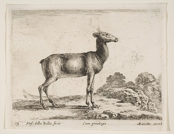 Stefano della Bella, Doe, plate 15 from "Various Animals" (Diversi Animali)