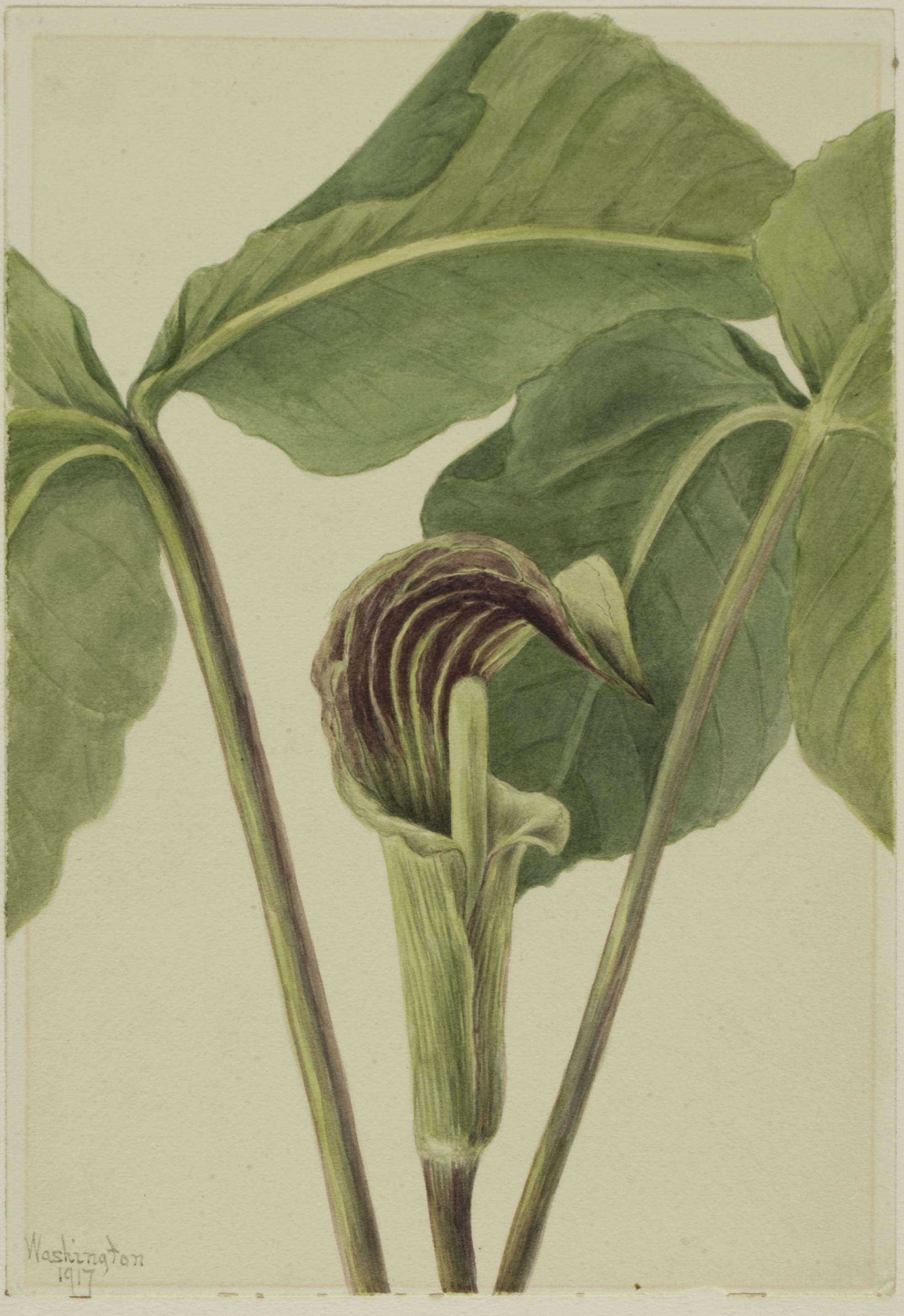 Mary Vaux Walcott, Jack-in-the-pulpit (Arisaema triphyllum)