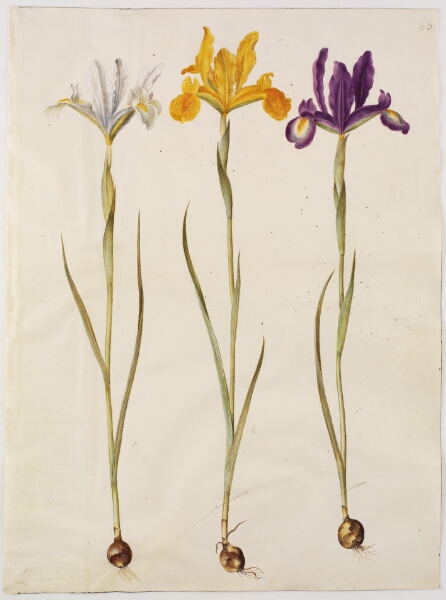 Hans Simon Holtzbecker, Iris xiphium (spansk iris)