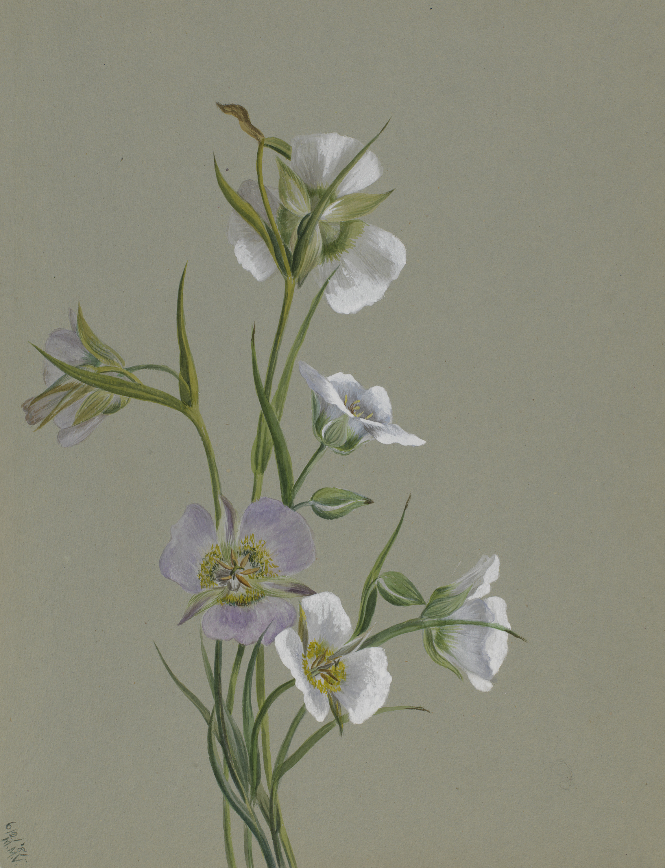 Mary Vaux Walcott, On the Road to Monument