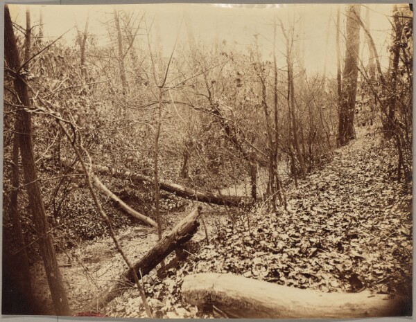 Eugène Atget, Le parc Saint-Gervais