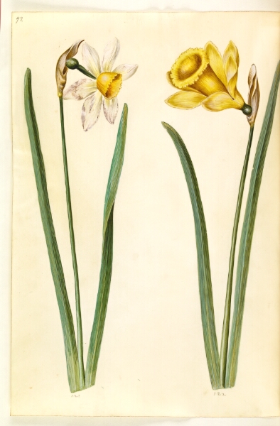 Hans Simon Holtzbecker, Narcissus ×incomparabilis (have-narcis); Narcissus pseudonarcissus (påskelilje)
