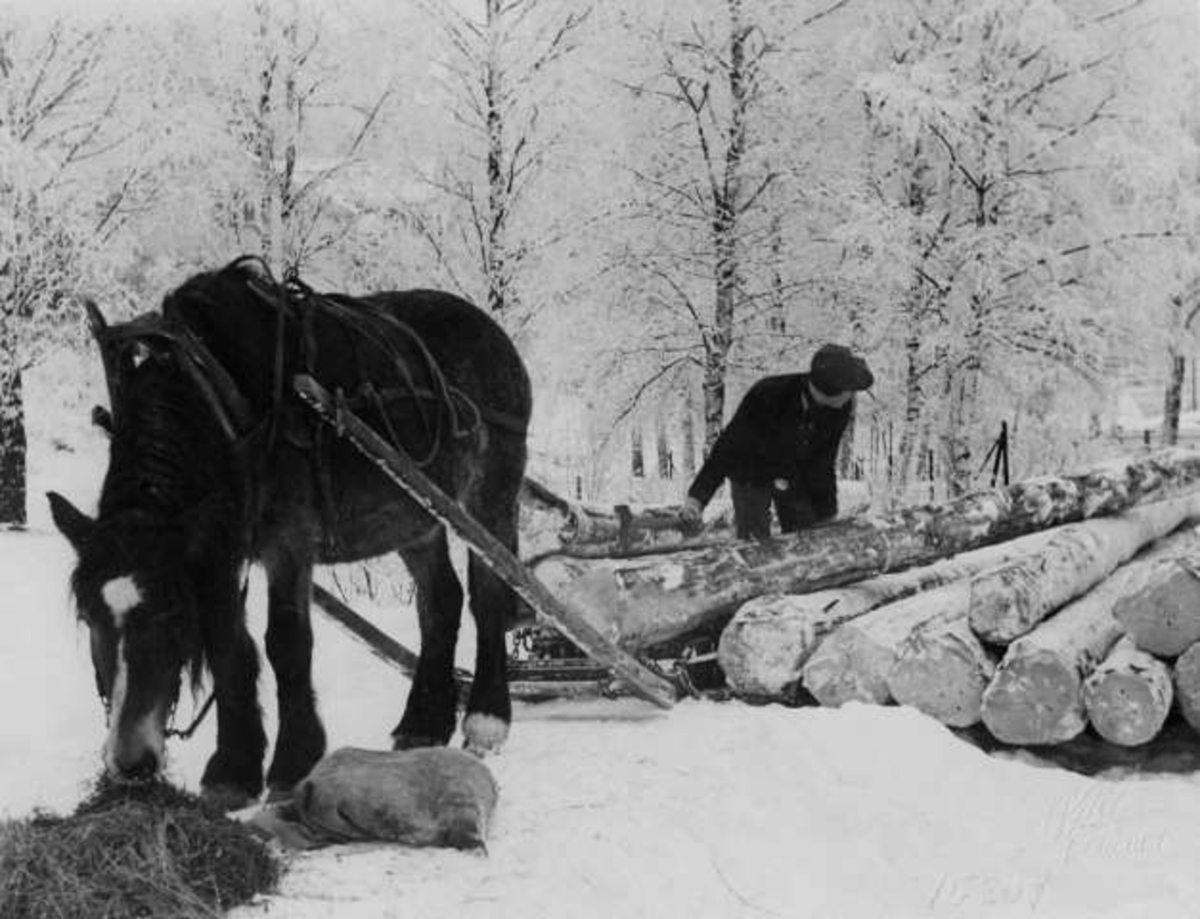 Anders Beer Wilse, Hest drar lass med tømmer i skogen.