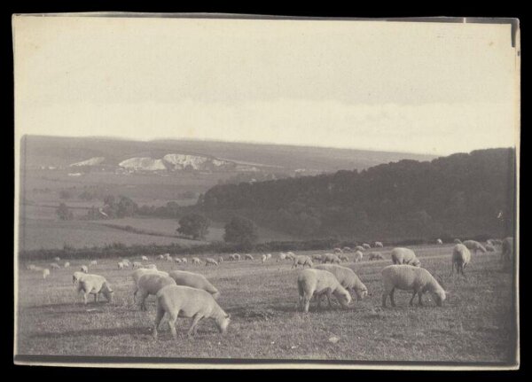Gale, Lt. Col. Joseph, Flock of sheep in a landscape