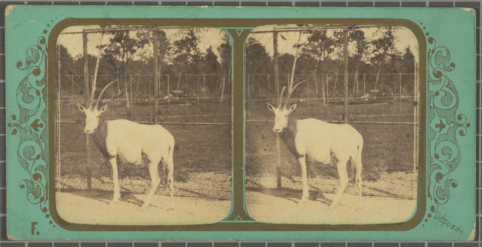 Desconegut, Jardin Zoologique d’ acclimatation Bois de Boulogne Justification of the title, registered title