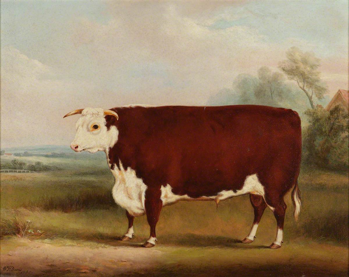 William Henry Davis, Prize Bull