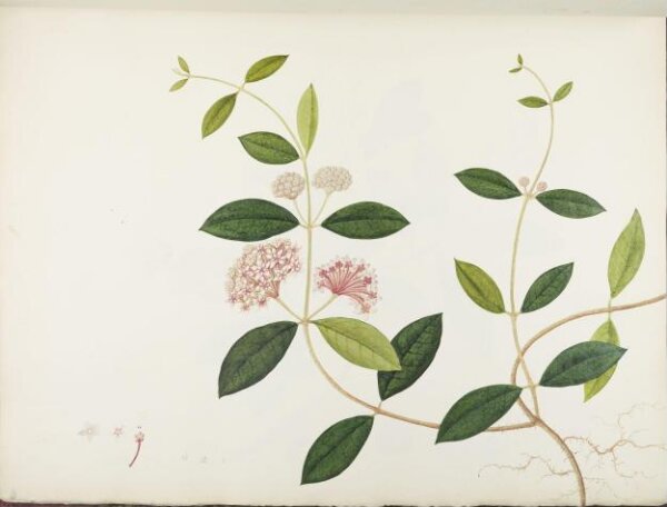 unknown, Flowers and Fruits