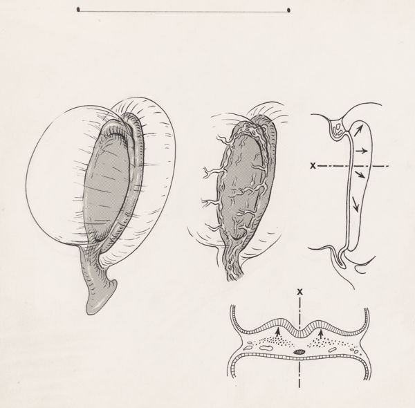 J Tinkelenberg, Tissue of the human embryo