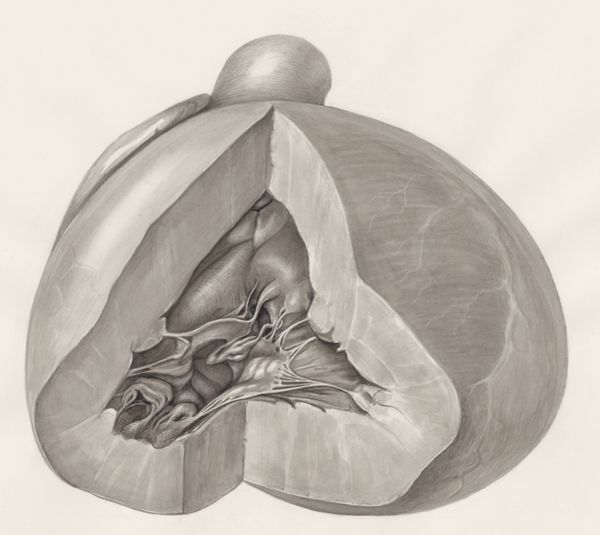 H.G Wetselaar, Heart