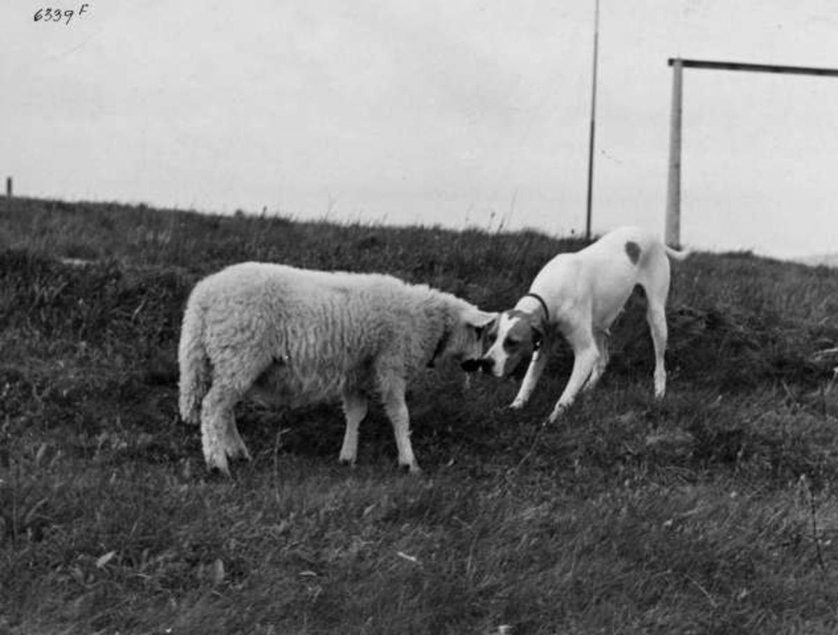 Anders Beer Wilse, -6911