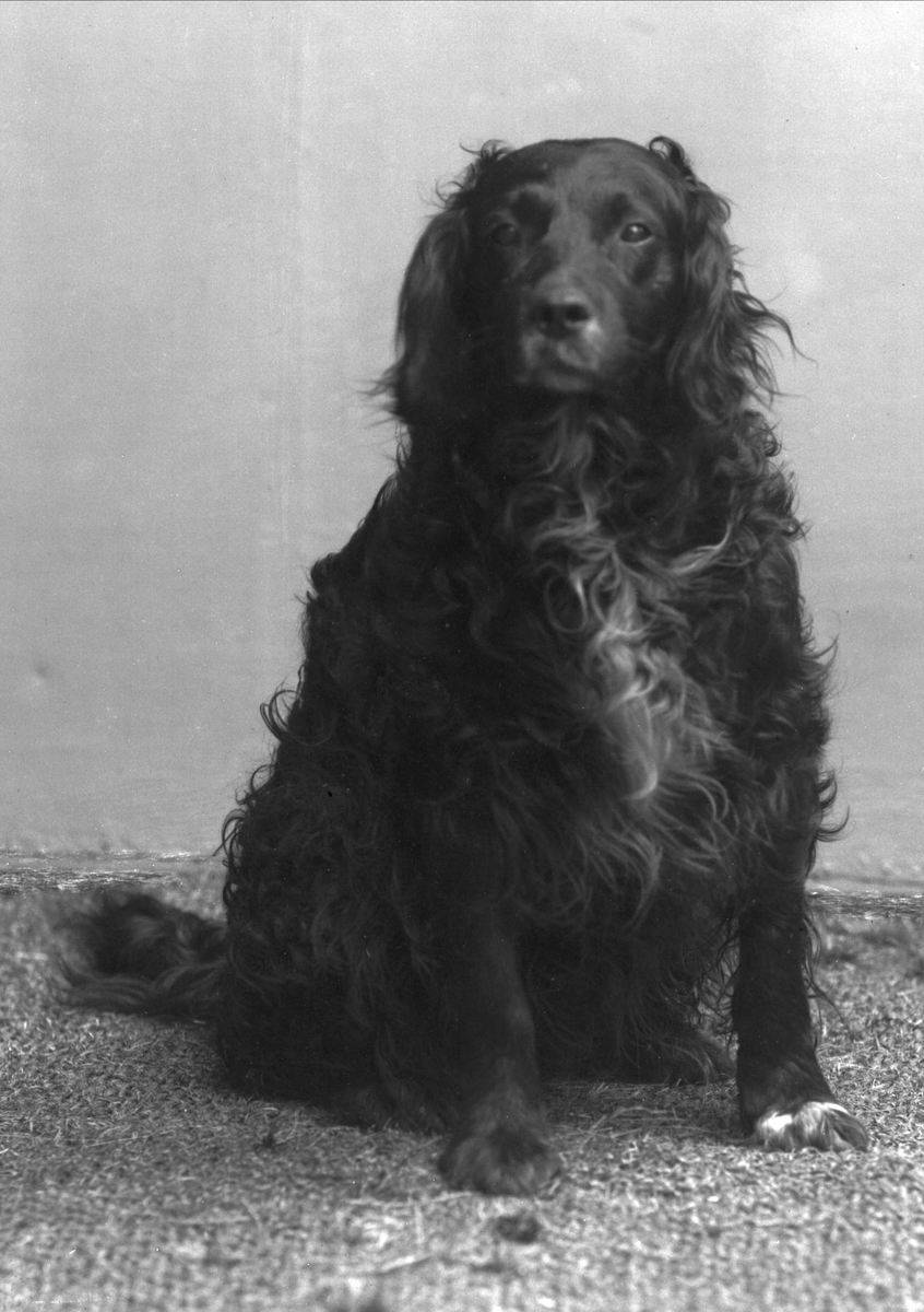 Gustav Borgen, NFB.35504