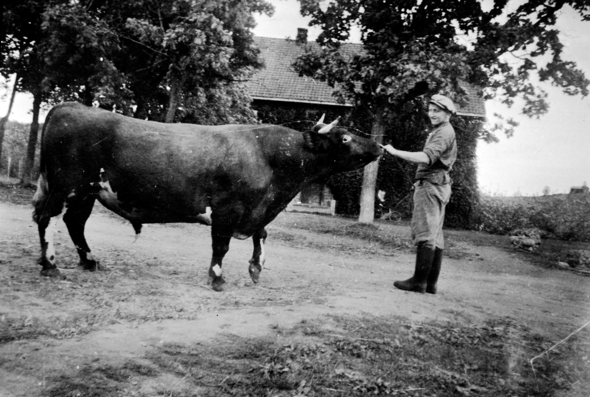 Anno Domkirkeodden, Sveiser Sigurd Hovland med storoksen på Mellom-Kise, Nes, Hedmark.