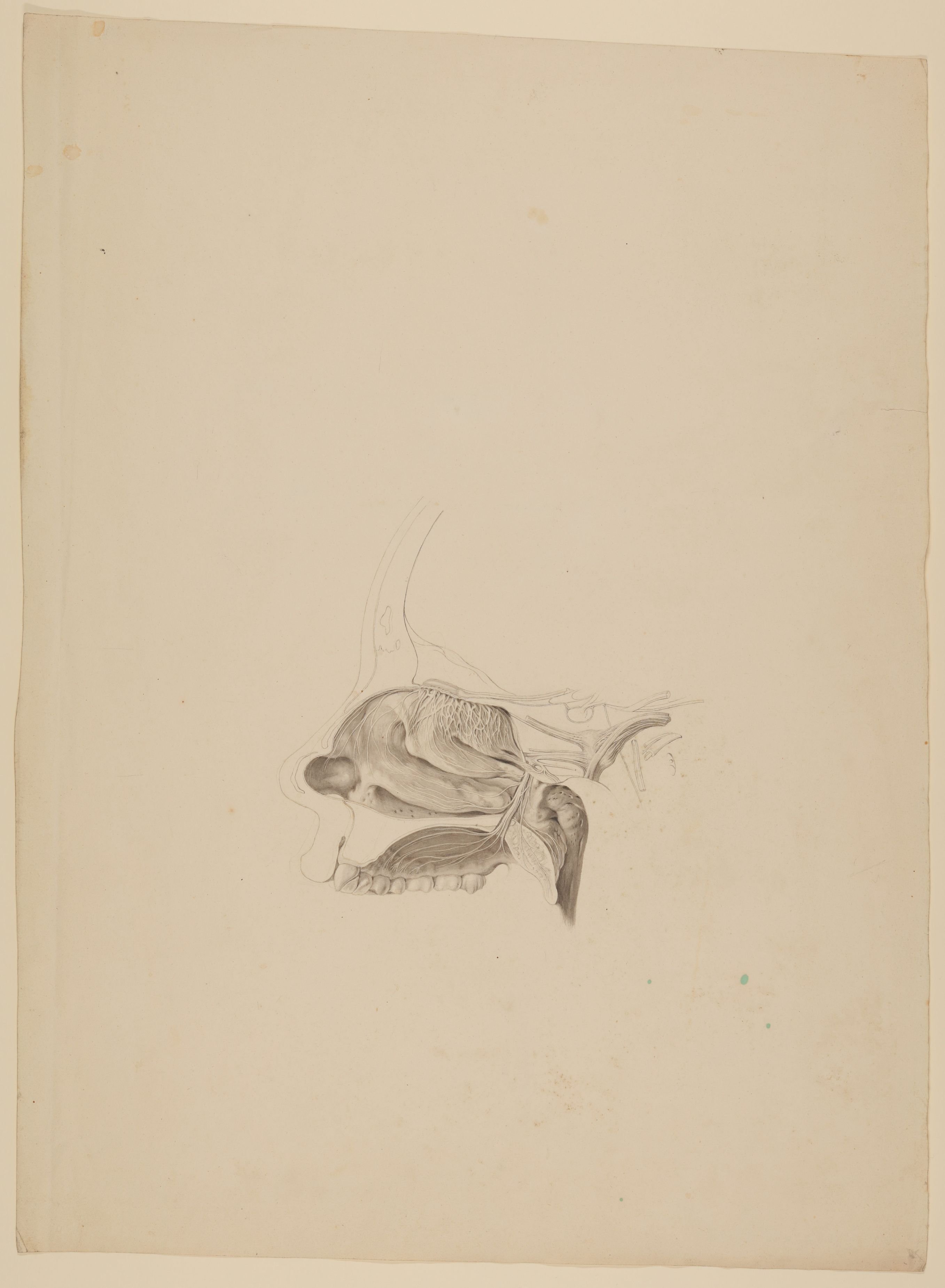 Christian Koeck, Querschnitt der menschlichen Nasenhöhle [aus einem Konvolut anatomischer Zeichnungen des Christian Koeck]