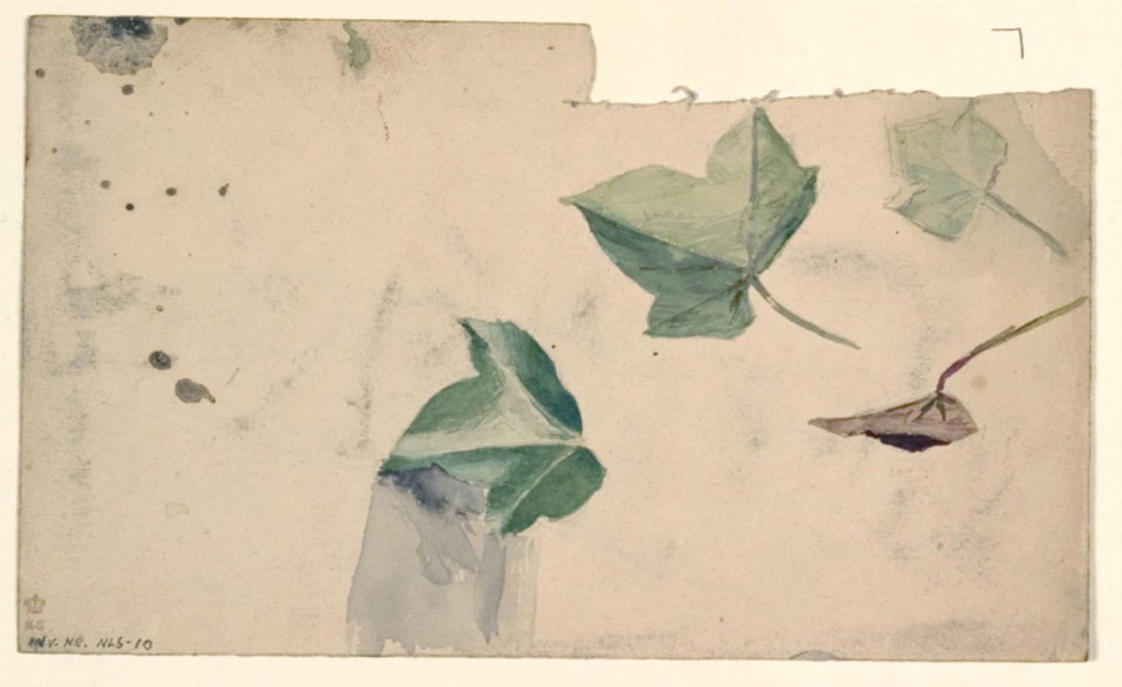 Niels Larsen Stevns, Studier af et blad