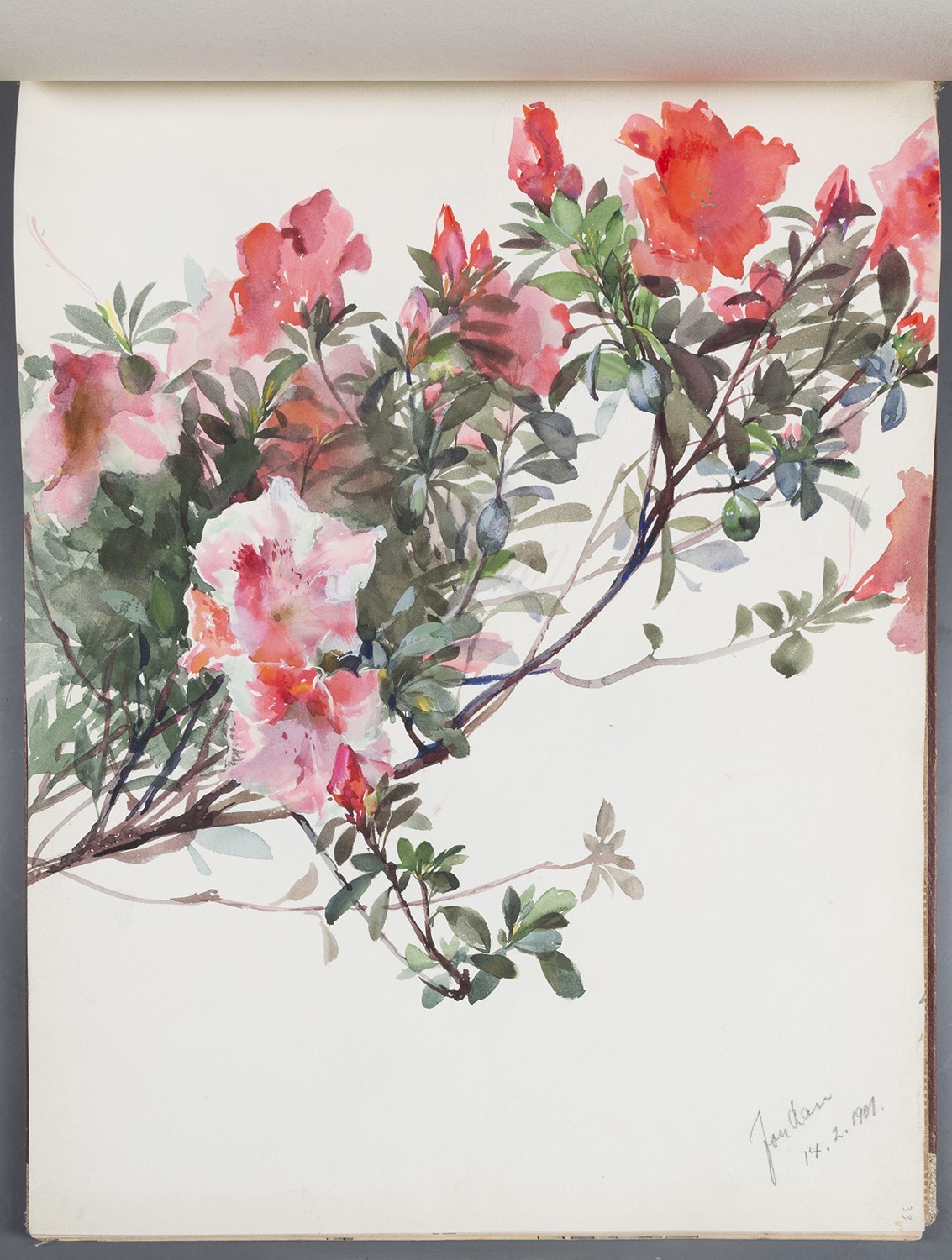 Paul Jordan, Blumen: Azaleen-Blüten