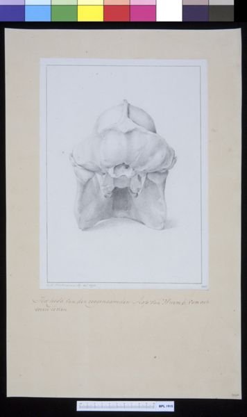 M Houtman, Animals: ape, skull