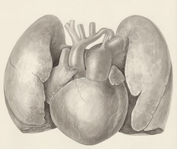H.G Wetselaar, Heart and adjacent organs