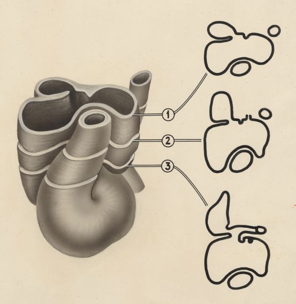 J Tinkelenberg, Part of the heart and circulatory system