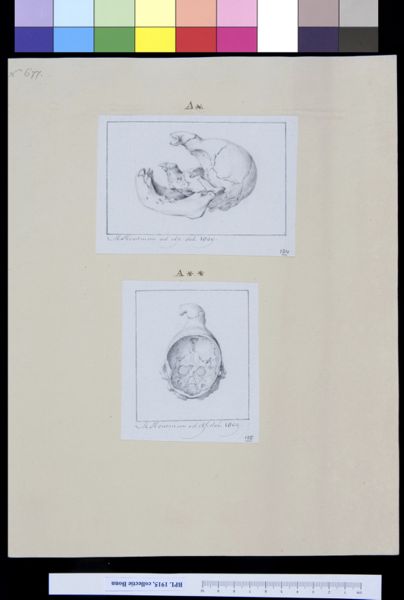 M Houtman, Animals: skull of a stillborn pig, lateral and interior views