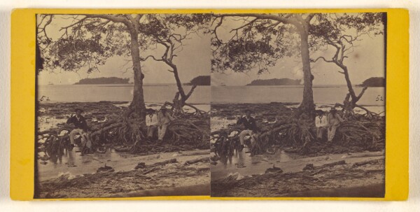 Timothy H. O'Sullivan, [Mangrove Tree on one of the islands in San Blas Bay. U.S. Darien Expedition.]