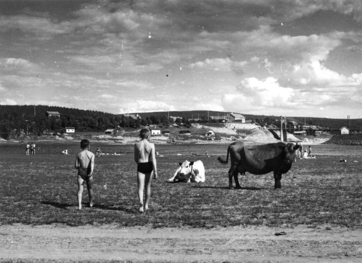 Virginia Raymond Davidson, Friluftsliv, barn og kyr på en slette i Karasjok, Ungdomsskolen og broen i bakgrunnen. 1959.