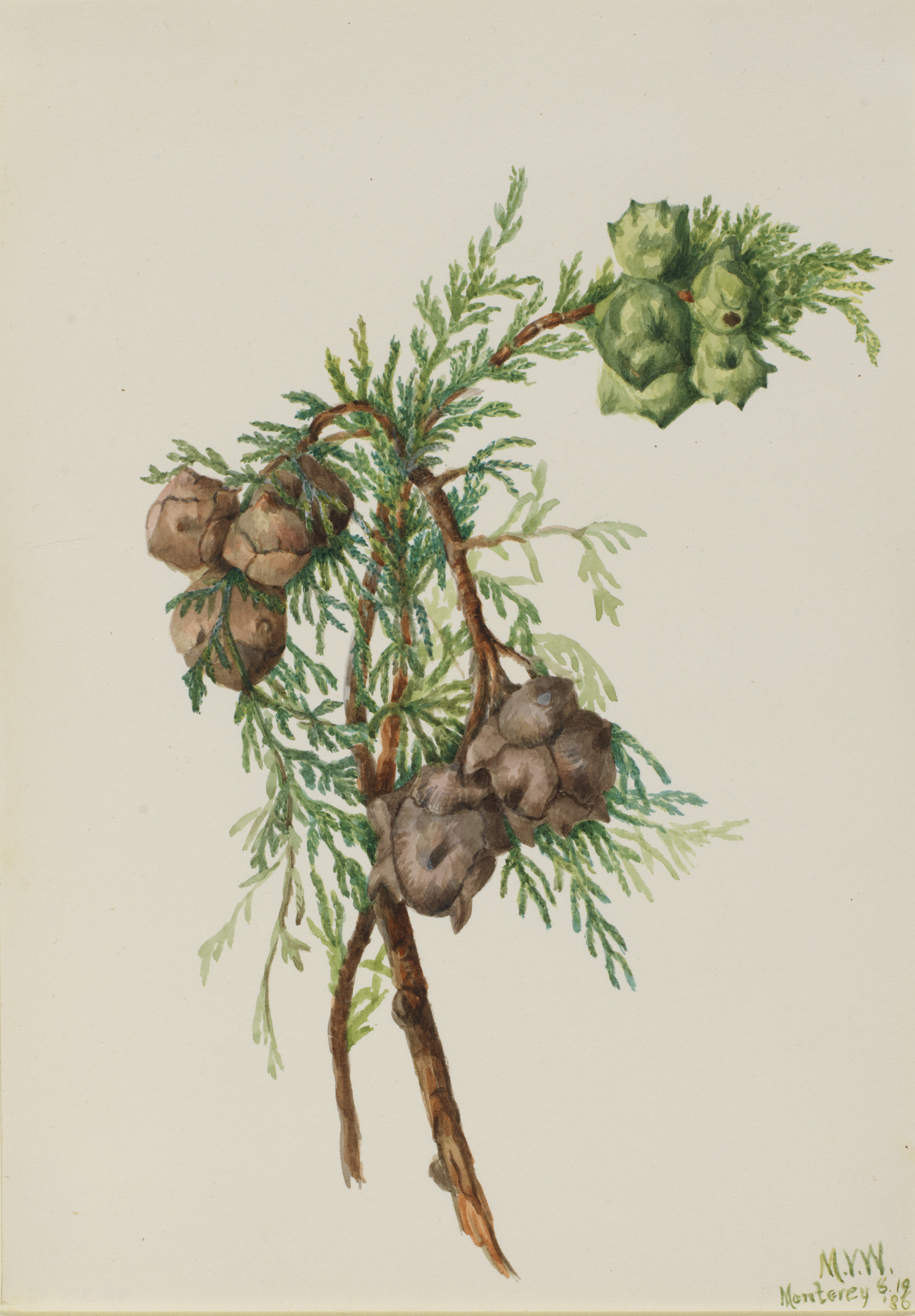 Mary Vaux Walcott, Monterey Cypress (Cupressus macrocarpa)