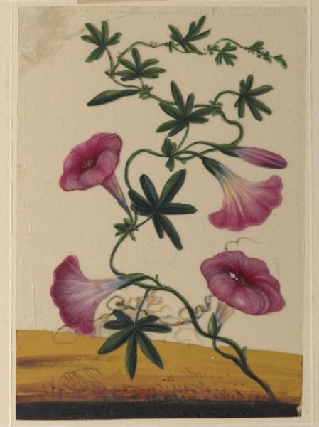 Unknown, One of eighteen drawings of flowers.