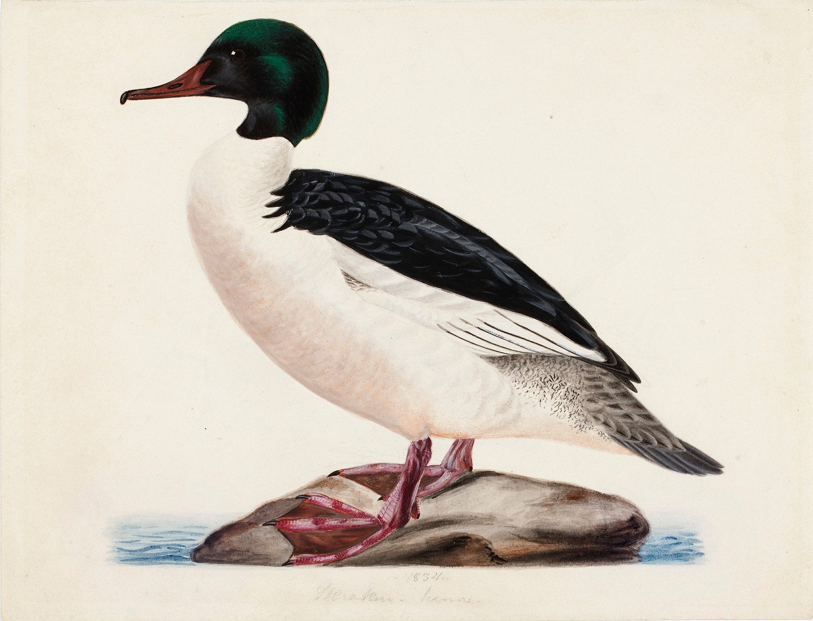 Magnus von Wright, Goosander, Male