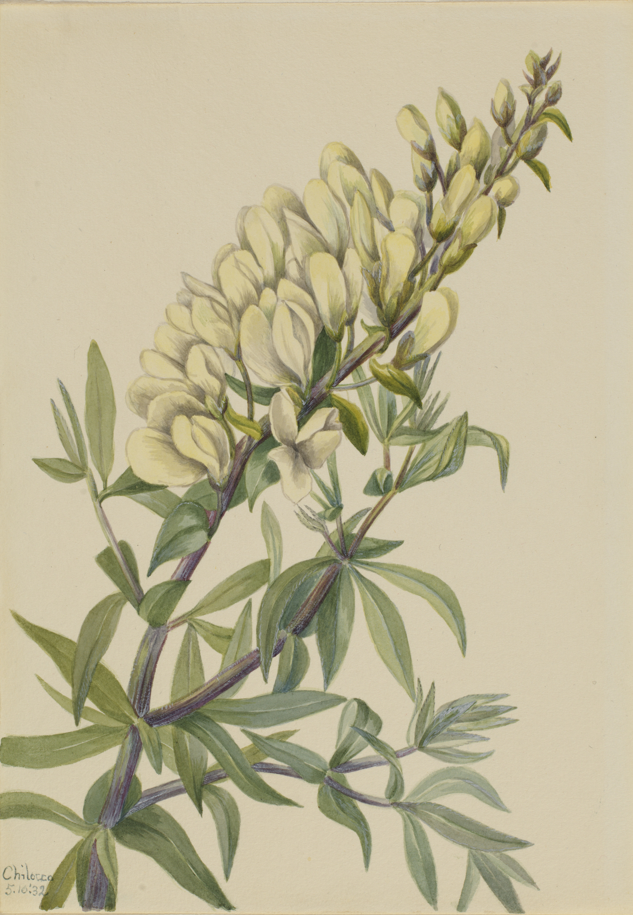 Mary Vaux Walcott, False Indigo (Baptista bructeata)
